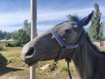 отдам породистую собаку: Продаю | Жеребенок | Английская — 3