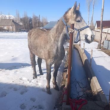 кормовая соль для животных: Продаю | Кобыла (самка) | Рабочий — 1