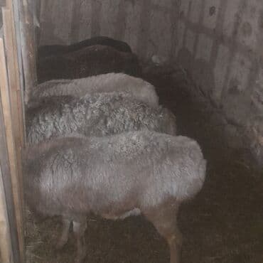 Мёд: Маринованное мясо для шашлыка/гриля Баткен - Кадамжай, Торговый — 5