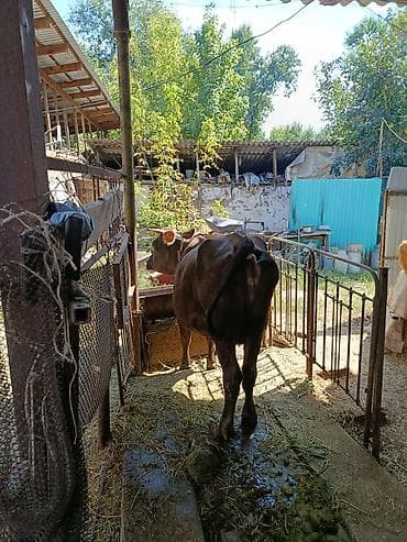 кошка котёнок: Продаю | Корова (самка) | Для молока | Привязанные — 4