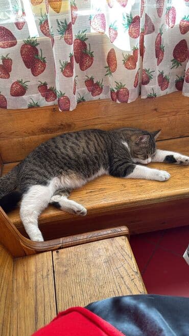 шотландские вислоухие котята в бишкеке: Беспородная, 5 месяцев, Девочка, Белый, Кастрирована, Приучена к лотку, Проглистована — 15