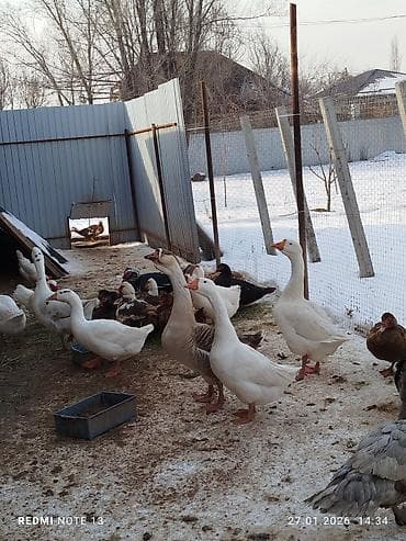 цеплята брама: Продаем взрослых гусей уже несутся, породы: Линда с кубанскими — 2