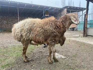 кошка черная: Продаю | Баран (самец) | Арашан | Для разведения — 2