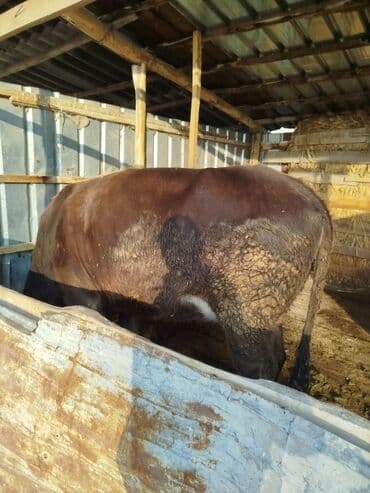 Грызуны: Продаю | Бык (самец) | На откорм — 1