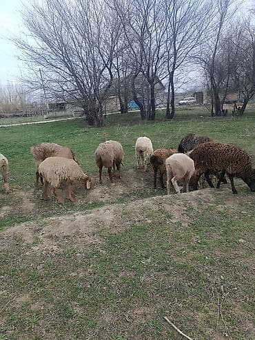 Продаю | Овца (самка) | Для разведения | Матка