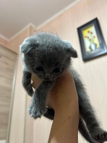 Продажа кошек: Предлогаются к бронированию 3 девочки и 2 мальчика серый и кремовый !! — 8