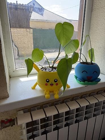 🌱 комнатные растения в горшке-покемоне Oddish и Пикачу 🌱 горшки