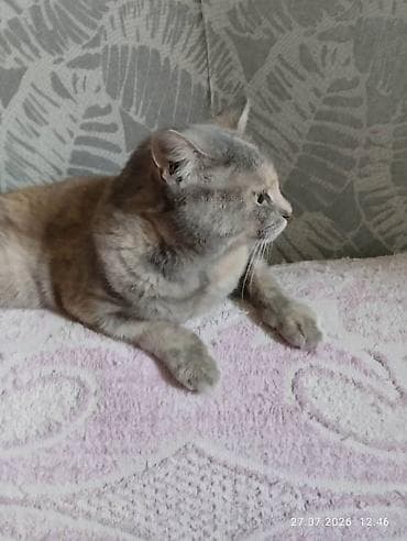 scottish fold: Кошечка 1,5 года, стерилизованна, вакцинированна, к лотку приучена — 4