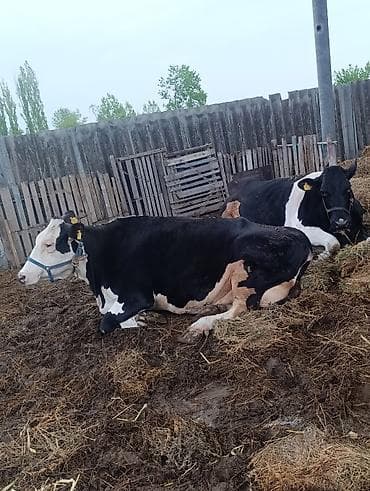 бишкек ит: Сатам | Уй (ургаачы) | Голштин | Сүт алуу үчүн | Асыл тукумдуу, Бооз — 3