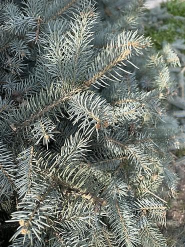 уй емерек: 🌲 Продаётся роскошная голубая ель 🌲 Настоящее украшение любого двора! — 2