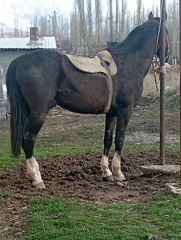 полукровка: Продаю | Жеребец | Полукровка | Конный спорт | Мерин — 2