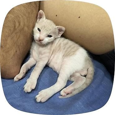лысые котята: Сфинкс, 1 месяц, Мальчик, Приучена к лотку — 3