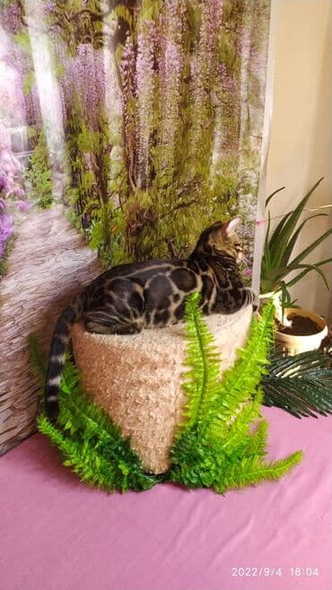 новорожденные котята: Красивейшие Бенгальские котята . разный возраст. Большой — 4