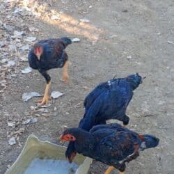 продажа домашних животных: Продаю | Петух — 2