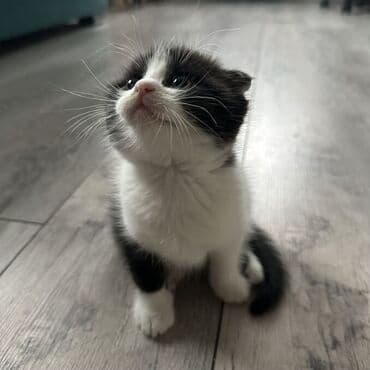 домашний кошка: Черно-белый котёнок с короткой шерстью и голубыми глазами. Окрас — 1