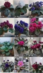 искусственные цветы бишкек инстаграм: Продаю фиалки есть детки — 10
