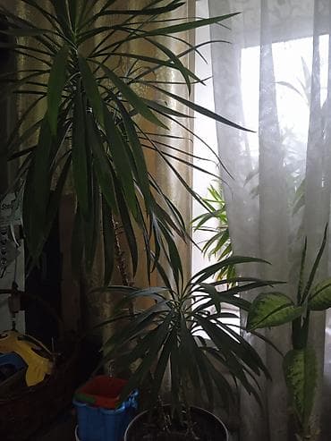 plaud note: Комнатные растения, отдам даром. есть крупные, есть маленькие — 3