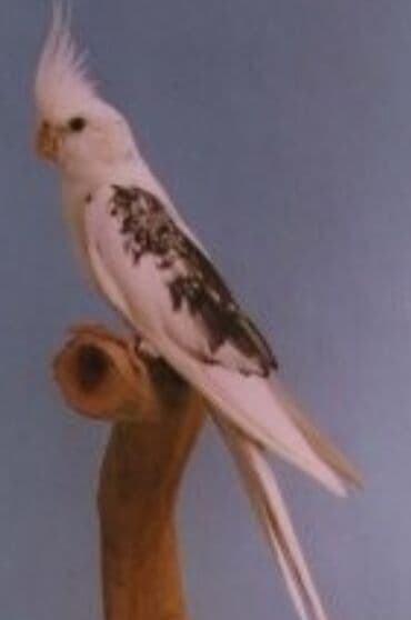 Белощекие кареллы хорошо учатся говорить и приручаются к рукам а так