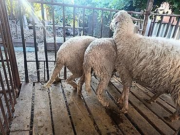 кошка купить бишкек: Продаю | Овца (самка) | Меринос | На забой, Для разведения, Для шерсти — 5