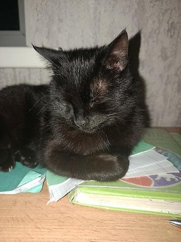 кошка манчкин: Отдаем кошек в добрые руки, прикручены к лотку, спокойные, ласковые — 5