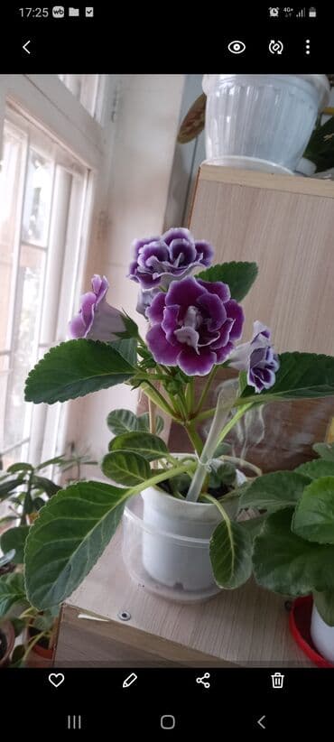 мешки для винограда: Глоксинии, фиалки — 3
