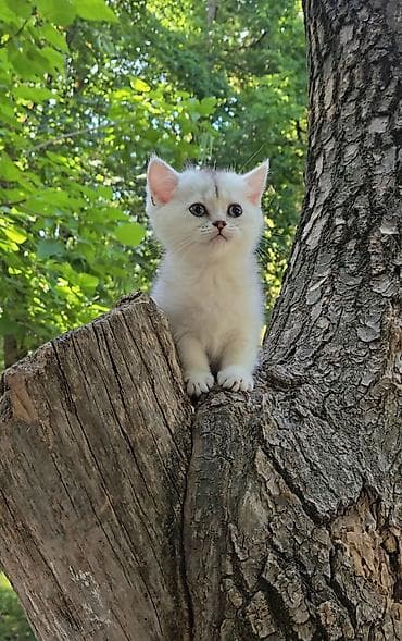 Животные: Предлагаем чистопородных малышей. Шотландские котята — 10