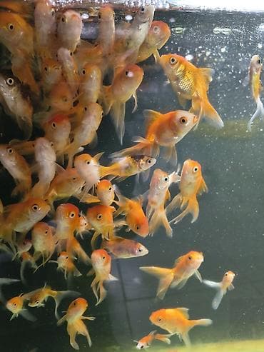 черный терьер: Беловодск !!!!! большой выбор аквариумных рыбок ! крабы креветки ( — 5
