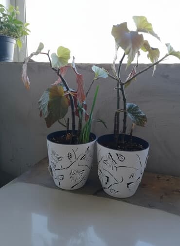 семена комнатных цветов в бишкеке: Распродажа комнатных цветов! Цены от 350с.!!! — 3