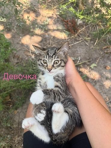 кошка мышык: Мышык бекер берилет: Породасыз, Эркек, Лотокко барууга үйрөтүлгөн — 2