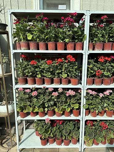 комнатный эшиктер: Комнатные и уличные растения в горшках - Большой выбор цветущих и — 3