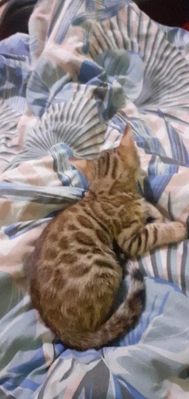 бенгальская кошка фото цена: Бенгальская, 1 месяц, Мальчик, Черепаховый, Приучена к лотку — 7