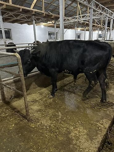 Айыл-чарба жаныбарлары: Сатам | Бука (эркек), Музоо | Аргын | Бордоп семиртүү үчүн, Союуга, Көбөйтүү үчүн | Байланган — 9