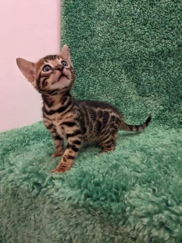 доброй: Всем Привет .!!!. В питомнике Бен Гла Мур. долгожданные новые детки — 3