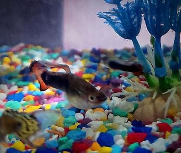 гуппи: Продаются 2 аквариума с рыбками гуппи 🐠 В комплекте: ^ два ухоженных — 9