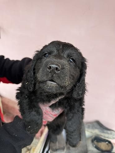 охотничьи собака: 5 замечательных Щенков ( 2 месяца ) Спаниеля (охотничья порода ) — 2