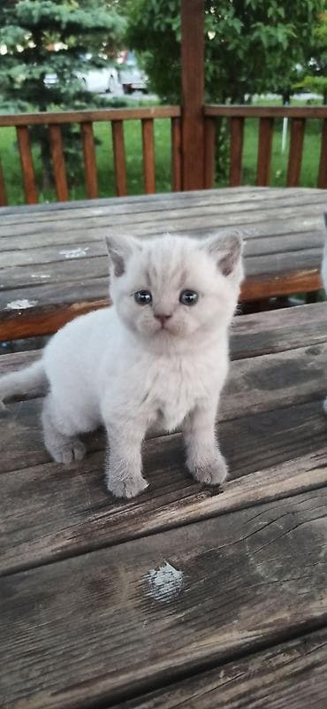 британцы котята: Британские короткошерстные котята с голубыми глазами, окраса поинт — 6
