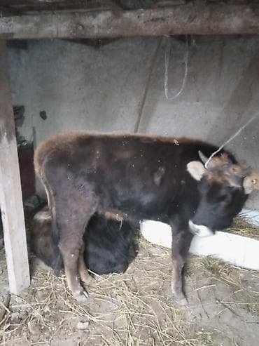 Продаю | Бык (самец) | Полукровка | На откорм | Привязанные