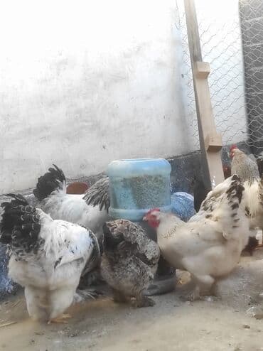кой кыркыч: Продаю Куриц и петухов породы "Брама" Яйценоские и на мясо. Отличные — 8