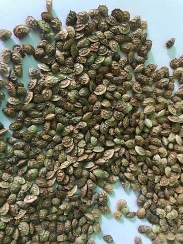 купить саженцы цветов в бишкеке: Коп жылдык эспарцет уругу. Уроончулук чарба "Победитель" Ысыккол обл — 6