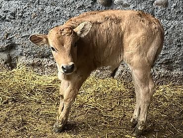 индоутка цыплята: Продаю | Музоо, торпок | Голштин, Айрширская | Для разведения — 7