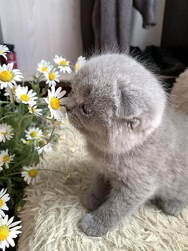 кошка мышык: Британские котята, окраc голубой (blue). Классическая плюшевая шубка — 5