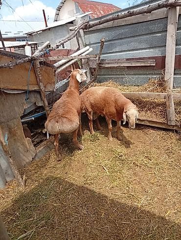 Сатам | Ургаачы кой (ургаачы) | Көбөйтүү үчүн | Ургаачы — 4