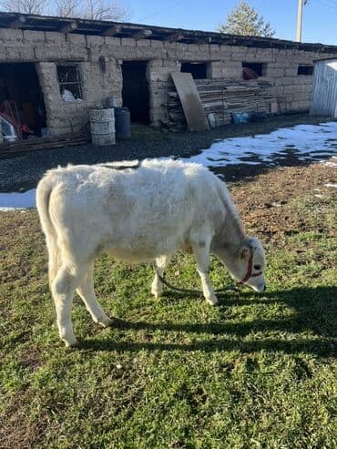 ит ош итер: Продаю | Тёлка | На откорм | Привязанные — 4