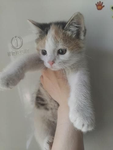 кошка рэгдолл: Кошка даром: Беспородная, 1 месяц, Девочка, Приучена к лотку — 5