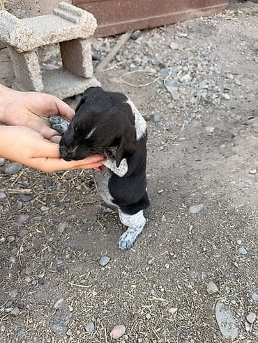 котята простые: Щенки курцхаара оптом и в розницу торг уместен — 3