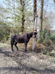 хомяк домашний купить: Продаю | Конь (самец) | Рабочий | Мерин — 1