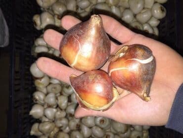 тюльпан оптом бишкек: Принимаем заказы на луковицу тюльпана, гиацинта, крокуса — 26