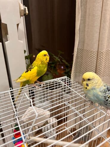 попугайы: Продаём 2 волнистых попугайчиков, жёлтый мальчик голубая девочка, в — 3