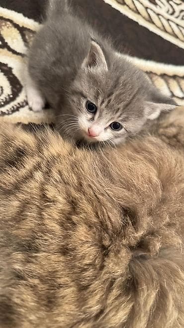 трехцветная кошка: Раздаем котят!!! помогите найти дом!! — 2