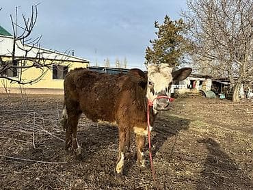 Услуги ветеринара: Продаю | Тёлка | На откорм | Привязанные — 1